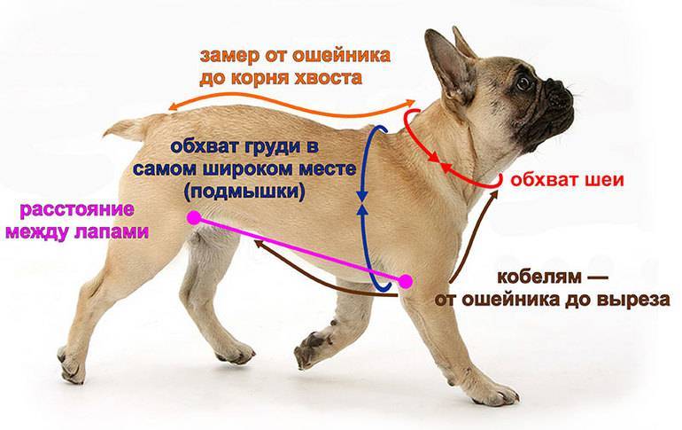 Как правильно подобрать собаку. Как правильно делать замеры собаке. Как измерить обхват груди у собаки. Мерки собак для одежды. Замеры собаки для одежды.